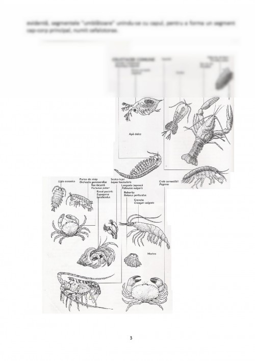 Referat: Crustaceele (#431402)