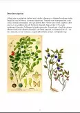 Imagine document Studiul Farmacognostic al Produsului Vegetal Myrtilli Folium