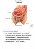 Imagine document Patologia peretelui abdominal - Herniile