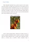 Imagine document Cătina și uleiul de cătină în nutriție