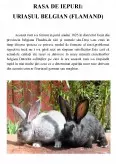 Imagine document Rasa de iepuri uriașul belgian