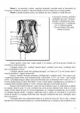 Imagine document Anatomia nasului