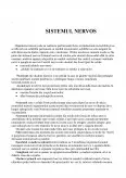 Imagine document Sistemul Nervos