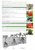 Imagine document Înființare plantații arbuști fructiferi