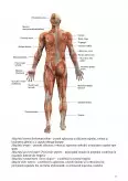 Imagine document Sistemul Muscular
