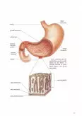 Imagine document Îngrijirea pacientului cu ulcer gastric