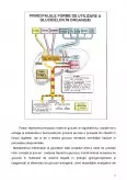 Imagine document Metabolismul Glucidic