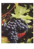 Imagine document Studiu de caz privind tehnologia de obținere a vinurilor roșii