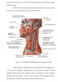 Imagine document Sistemul limfoganglionar cervical. Noțiuni de anatomie