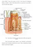 Imagine document Studiu asupra bolii parodontale și a pungii parodontale. Anatomia parodonțiului