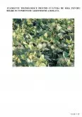 Imagine document Tehnologia culturii de soia pentru boabe în condiții de agrotehnică irigată