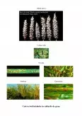 Imagine document Studiu privind tehnologia aplicată pe fazele de vegetație la cultura grâului de toamnă