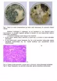 Imagine document Poluarea micotică a nutrețurilor ca factor de risc asupra sănătății animalelor și omului