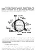 Imagine document Ochiul Uman Instrument Optic