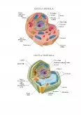 Imagine document Celula - structură și funcție