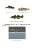 Imagine document Zonele piscicole din apele curgătoare din România