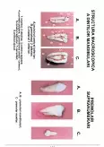 Imagine document Morfologie dentară