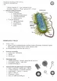 Imagine document Microbiologie