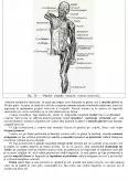 Imagine document Sistemul Muscular
