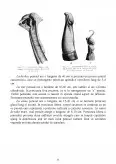 Imagine document Identificarea și Descrierea Segmentelor Genitale Femele și Mascule