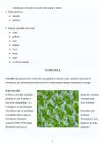 Imagine document Clorofila - colorant natural E 140
