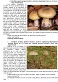 Imagine document Produse accesorii ale pădurii - principalele specii de ciuperci
