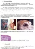 Imagine document Bolile alergice ale câinilor de rasă