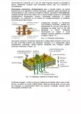 Imagine document Compoziția Chimică și Organizarea Materiei Vii