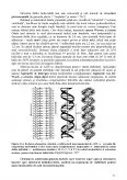 Imagine document Acizii nucleici - detalii structurale și funcționale