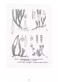 Imagine document Biologie Vegetală