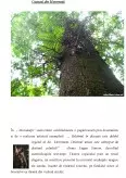 Imagine document Copacul, simbol și motiv în literatură
