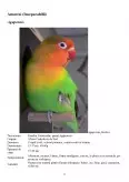 Imagine document Principalele rase de papagali și hrănirea acestora