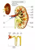 Imagine document Anatomia și Fiziologia Omului