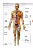 Imagine document Cursuri Anatomie