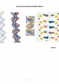 Imagine document Acizii Nucleici