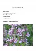 Imagine document Salvia Officinalis
