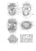 Imagine document Histologie vegetală