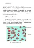 Imagine document Sângele - structura și funcțiile celulelor sangvine