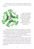 Imagine document Aspecte ale Biochimiei Zincului