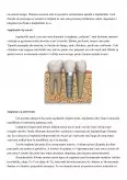 Imagine document Implante dentare