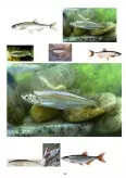 Imagine document Amenajarea ecologică a apelor de suprafață. condiții de habitat a diferitelor tipuri de pește - obletele