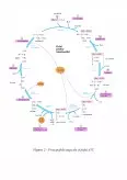 Imagine document Biochimie - Ciclul Acizilor Tricarboxilici - Krebs