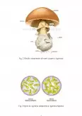 Imagine document Cultură ecologică de ciuperci Agaricus