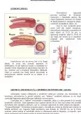 Imagine document Sistemul Arterial