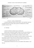 Imagine document Rolurile Cerebelului