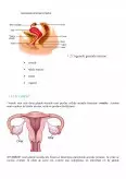 Imagine document Anatomia aparatului genital feminin