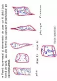 Imagine document Anatomia Lemnului
