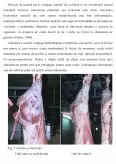 Imagine document Pericole chimice din produsele alimentare de origine animală - substanțele tireostatice