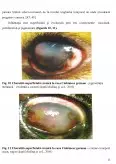 Imagine document Etiopatogenia Afecțiunilor Globului Ocular la Carnivore