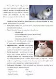Imagine document Diabetul zaharat la pisică